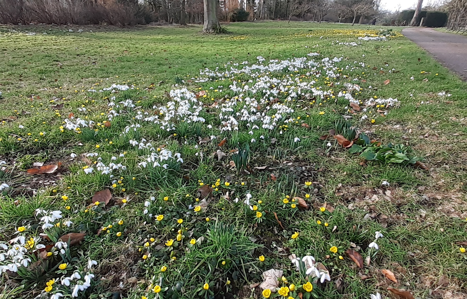 Priory House Swavesey Snowdrops Ryder